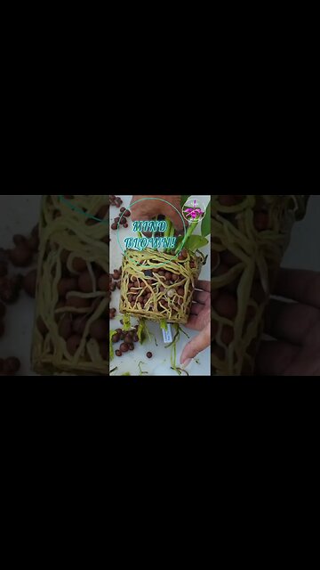 🚿Wet / Dry Cycle 🔄 is for Laundry! 🧺 😅 THIS is Semi Hydroponics with Orchids 🙌🏼🤩 #ninjaorchids