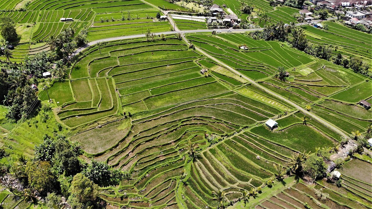 The unseen story behind rice, the world's most important food