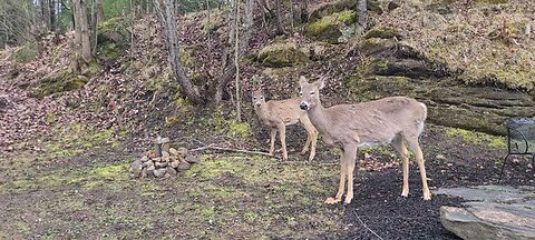Deer come down from the bush