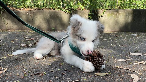 Border Collie Twig Chews First Pine Cone