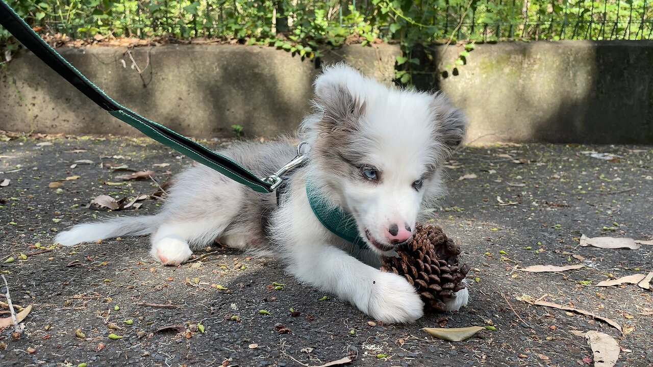 Border Collie Twig Chews First Pine Cone