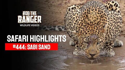 Safari Highlights #444: 05 - 11 November 2016 | Sabi Sand Wildtuin | Latest Wildlife Sightings