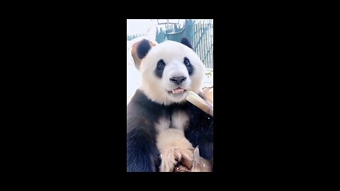 Funny panda