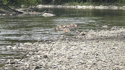 Hawk decided to dip its toes in the cool Humber River waters