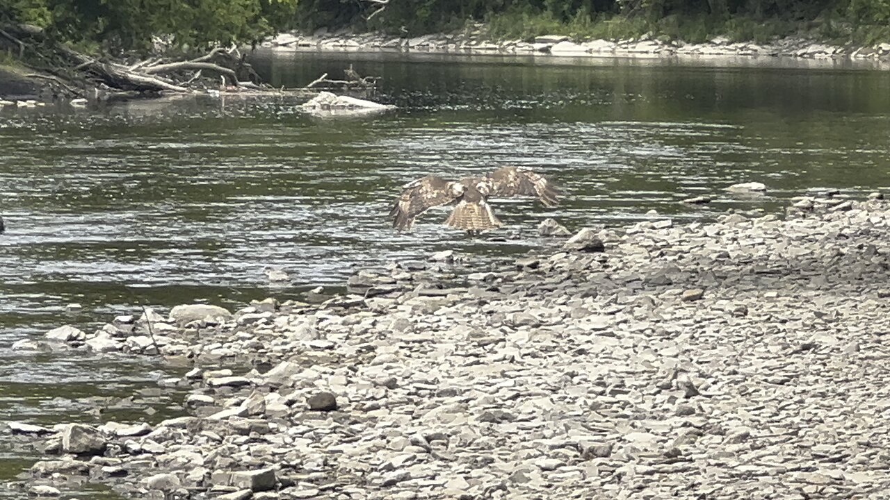 Hawk decided to dip its toes in the cool Humber River waters