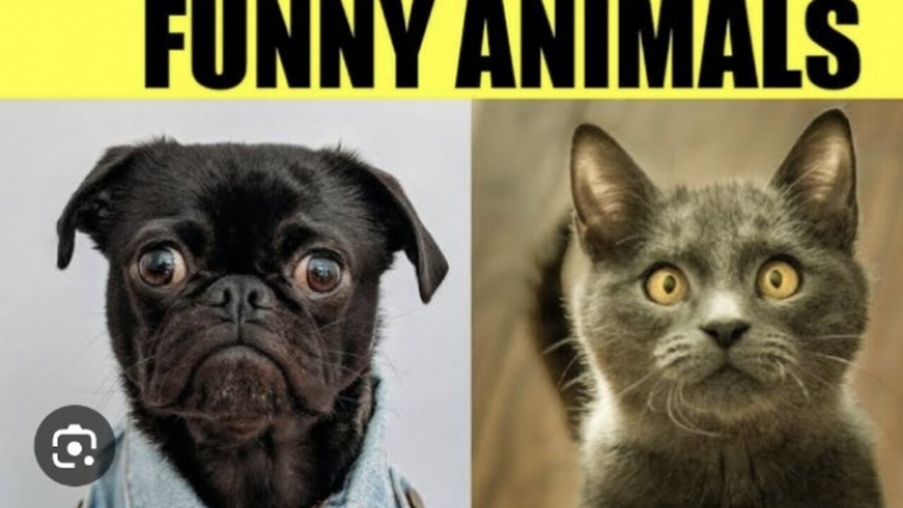 Funny animal video
