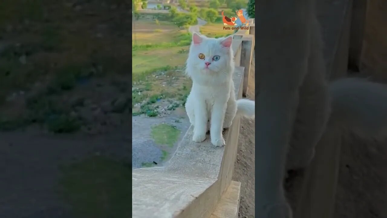 😹 cute white cat with beautiful eyes #catseyes #Petsandwild #cats2022