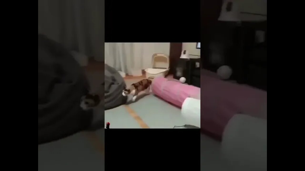 funny shorts - funny videos - shorts funny animals #shorts #52