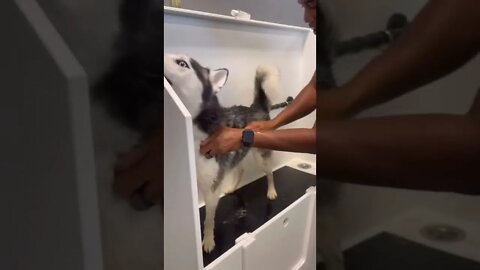 Husky doesn’t want to get clean 🧼
