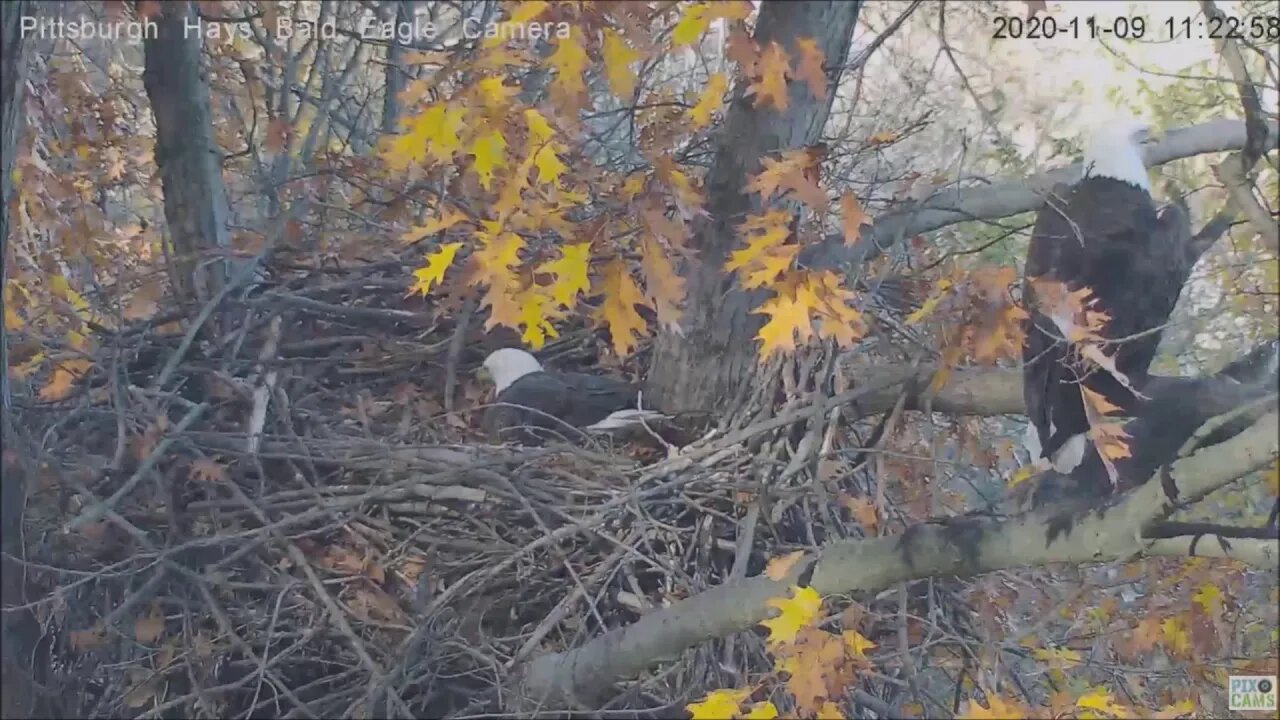 Hays Eagles Dad plow practice in the nest bowl 11920 1122am