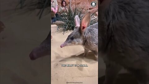 Bilby 😍 Australia's Adorable Secret!