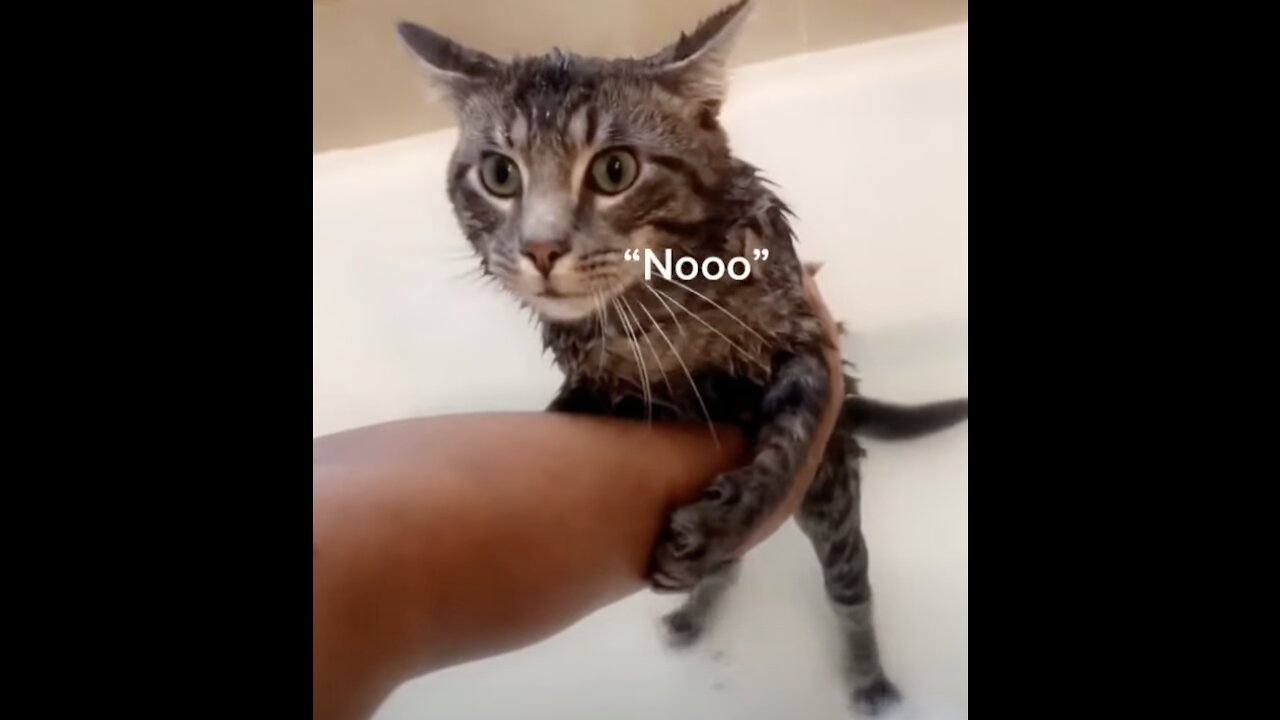Cats that Talk! You Won't Believe What They Say!