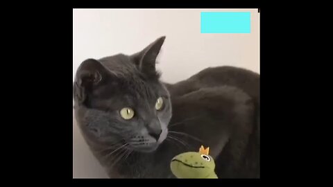 Funny pets2