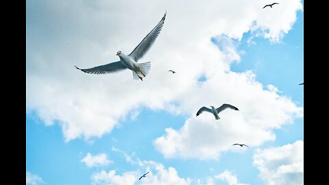 Beautiful bird's in one frame || with relaxing song and video also