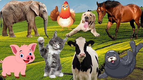 funny farm animal moments, horse, Cow, chicken, pig, cat, sheep, Elephant, Dog, Duck, animal sounds