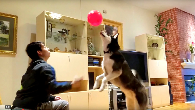 Cute Siberian Husky Max Enjoys Playing Balloons at Home