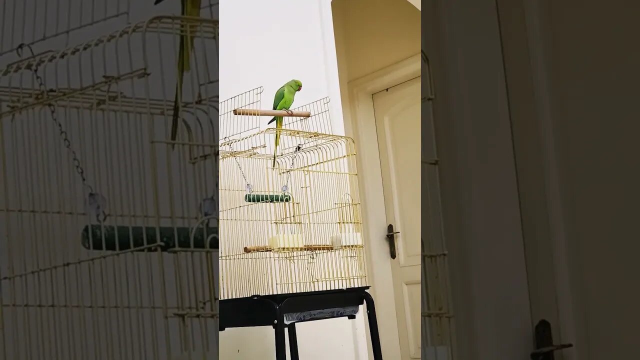 Yh aysy kun bol raha hy?? #parrot #babyparrot #bird #greenparrot #mithu #viral #partyparrot