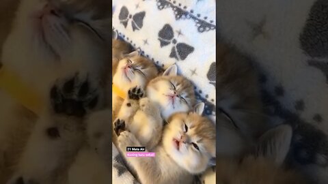 Cute Cats | Kittens Video 🐈