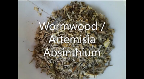 Wormwood Artemisia Absinthium Tea History, Banned, and Use