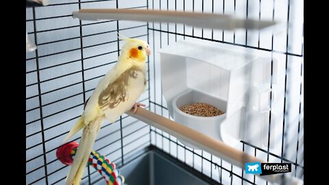 Which Cages Are Best for Small/Medium Birds?🐤