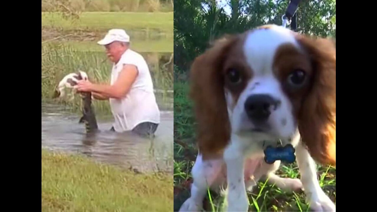 Homem luta com crocodilo para salvar cachorro