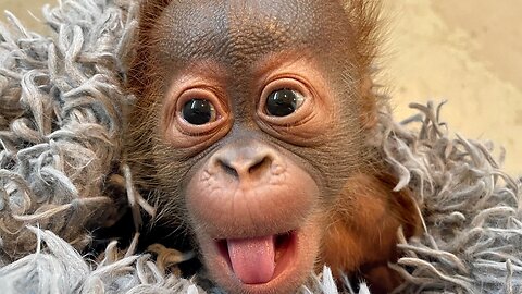 Baby orangutan are adorable -cutest compilation