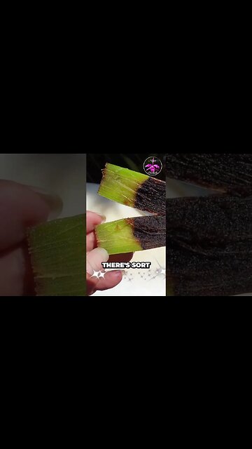 🌱🔪 DISSECTING a ROTTING 🔍👀 orchid pseudobulb | Let's check out the Rot! 🔍👀 #ninjaorchids #shorts