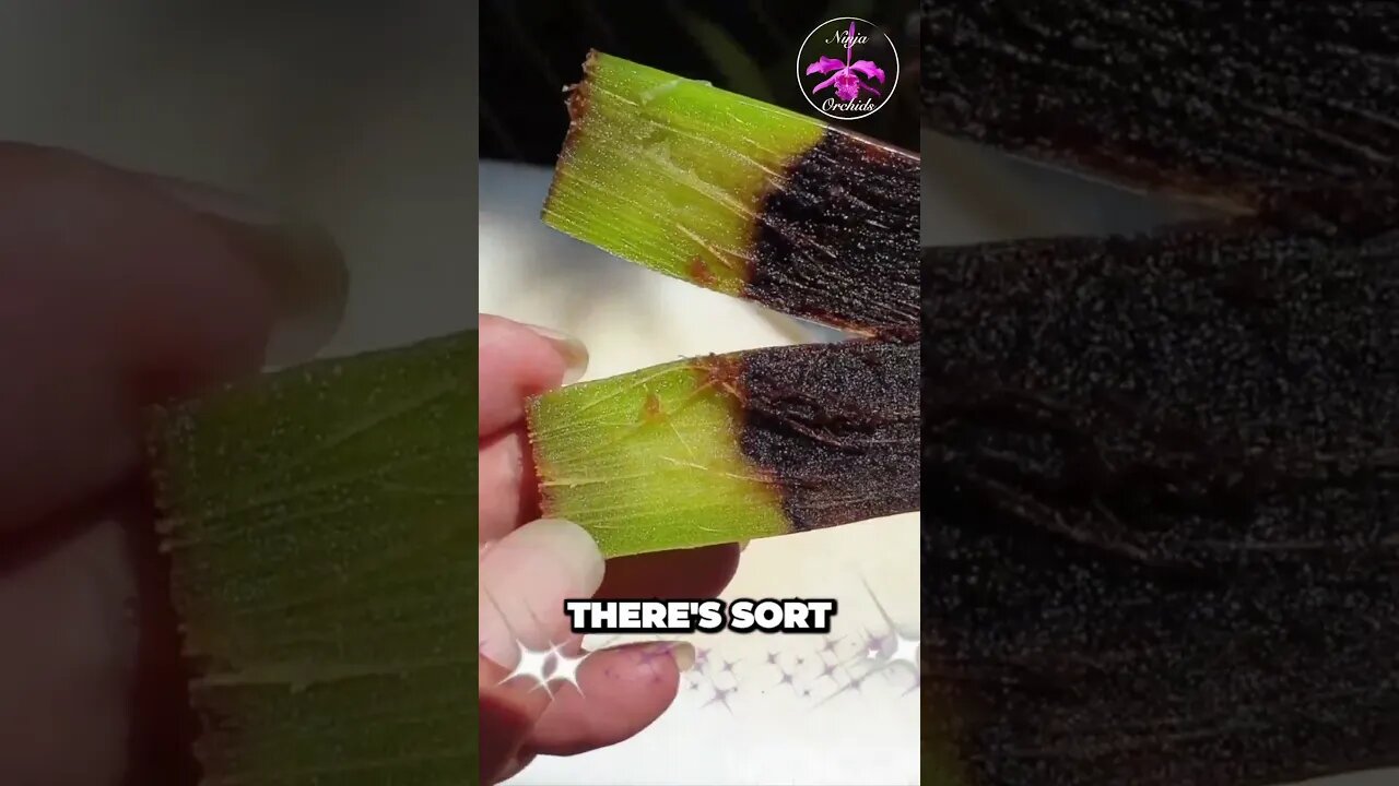 🌱🔪 DISSECTING a ROTTING 🔍👀 orchid pseudobulb | Let's check out the Rot! 🔍👀 #ninjaorchids #shorts