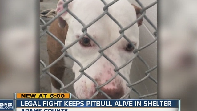 Legal fight keeps pitbull alive in shelter