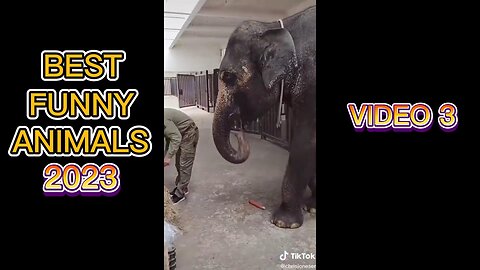 BEST FUNNY ANIMALS 2023: video 3