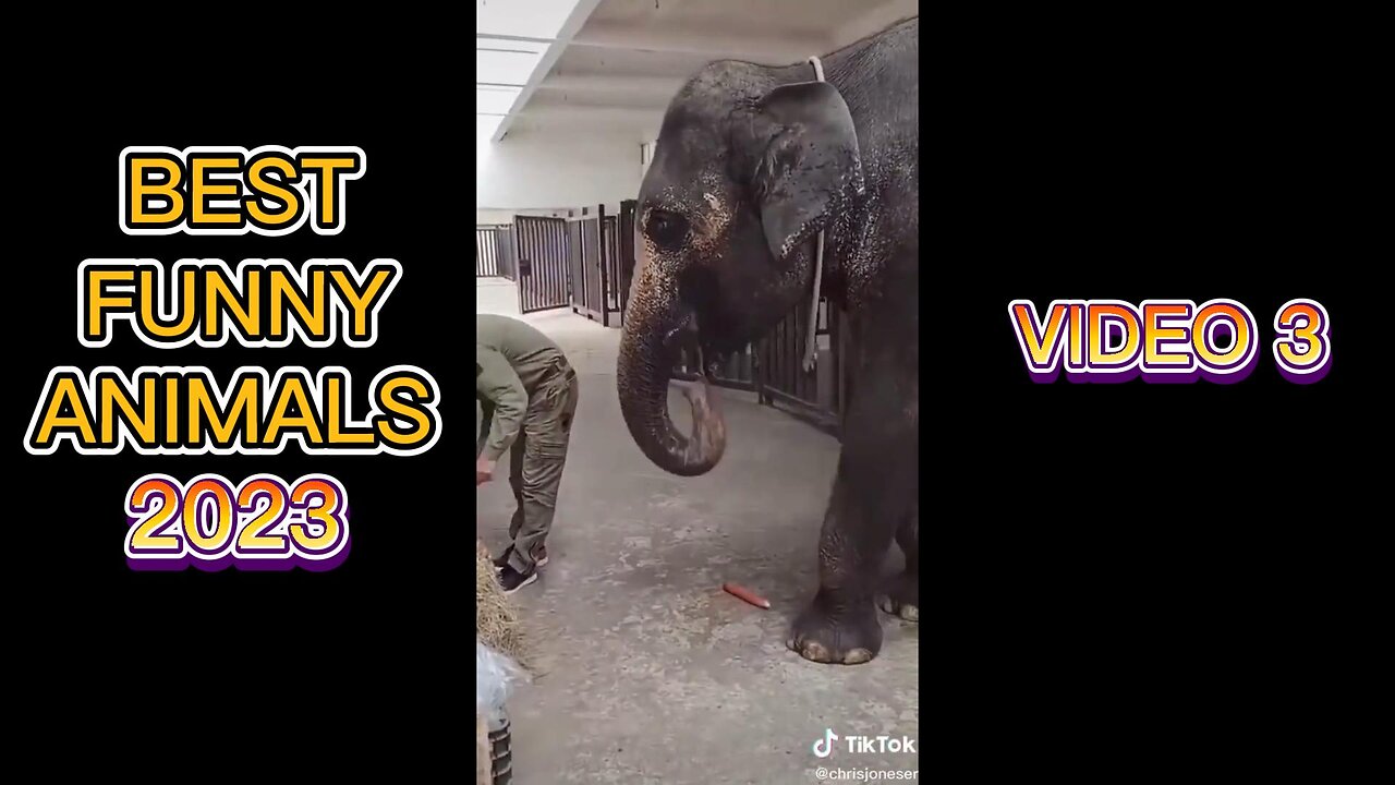 BEST FUNNY ANIMALS 2023: video 3