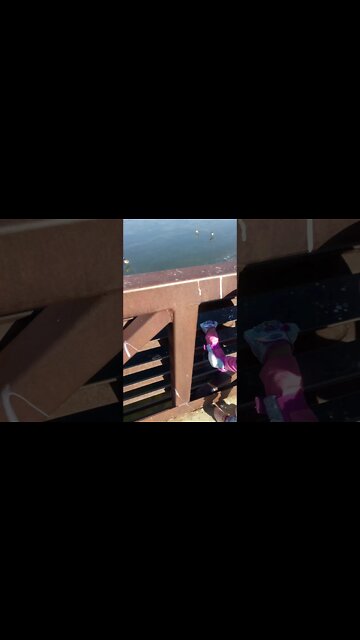 Bella feeding ducks on ice waddle waddle quack quack