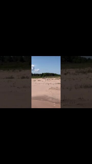 Some big crows watching the beach