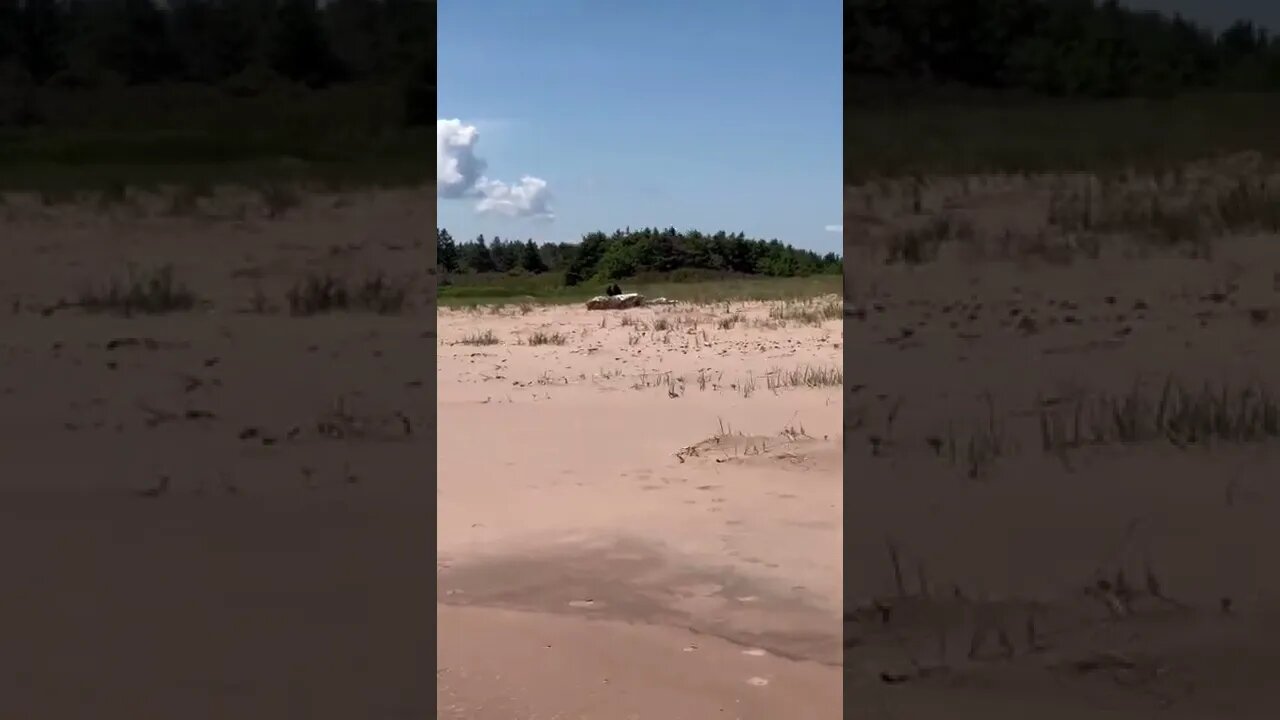 Some big crows watching the beach