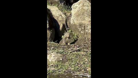 Ground Squirrel