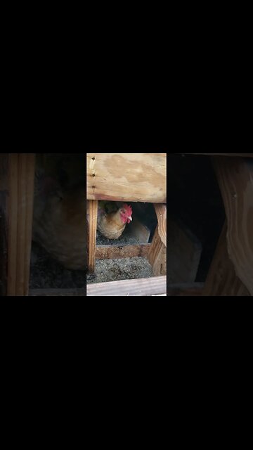 A Quick Nestbox Tip #chickenlife #chickenshorts #chickens #backyardchickens