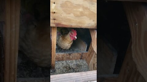 A Quick Nestbox Tip #chickenlife #chickenshorts #chickens #backyardchickens