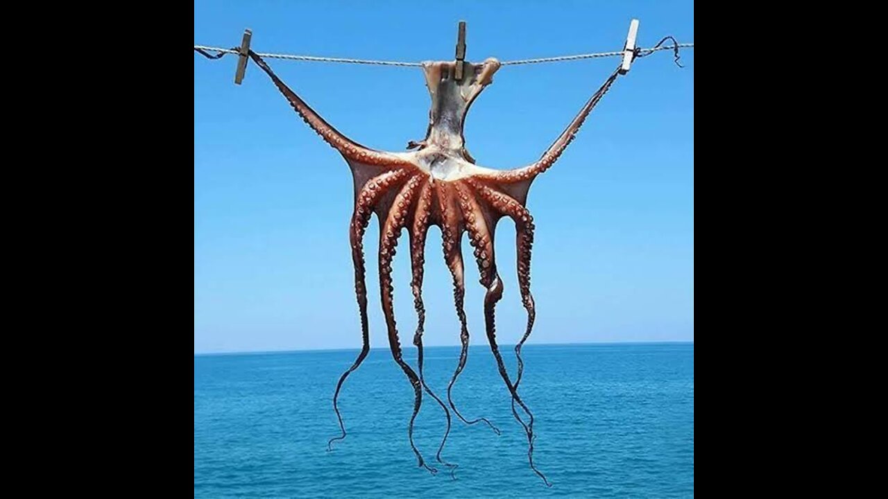 Octopus 🐙 baby to big big to eat