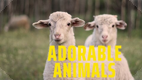 adorable animals