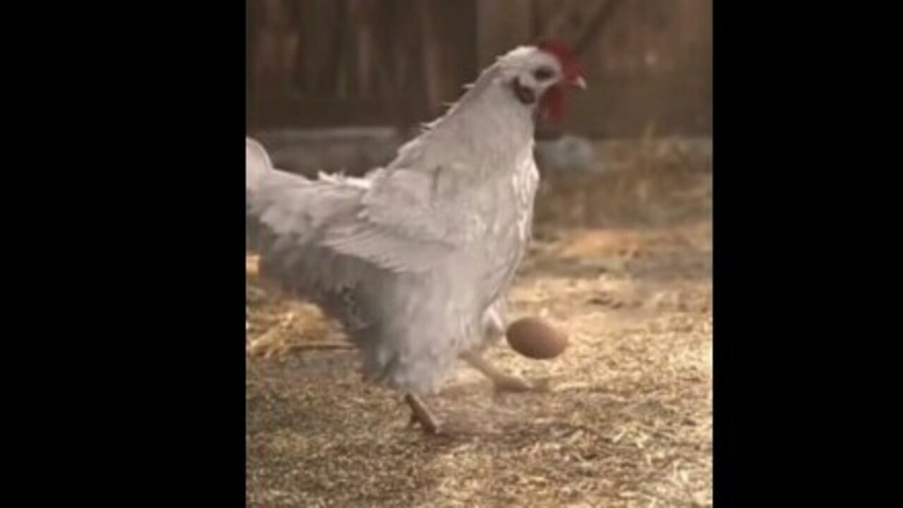 Funny Chicken | Wonderful Chicken playing with her Egg.