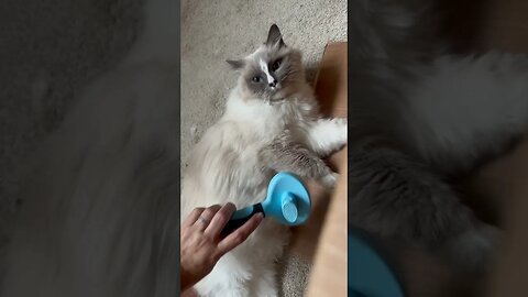 Nana visits Baltimore to brush a cat