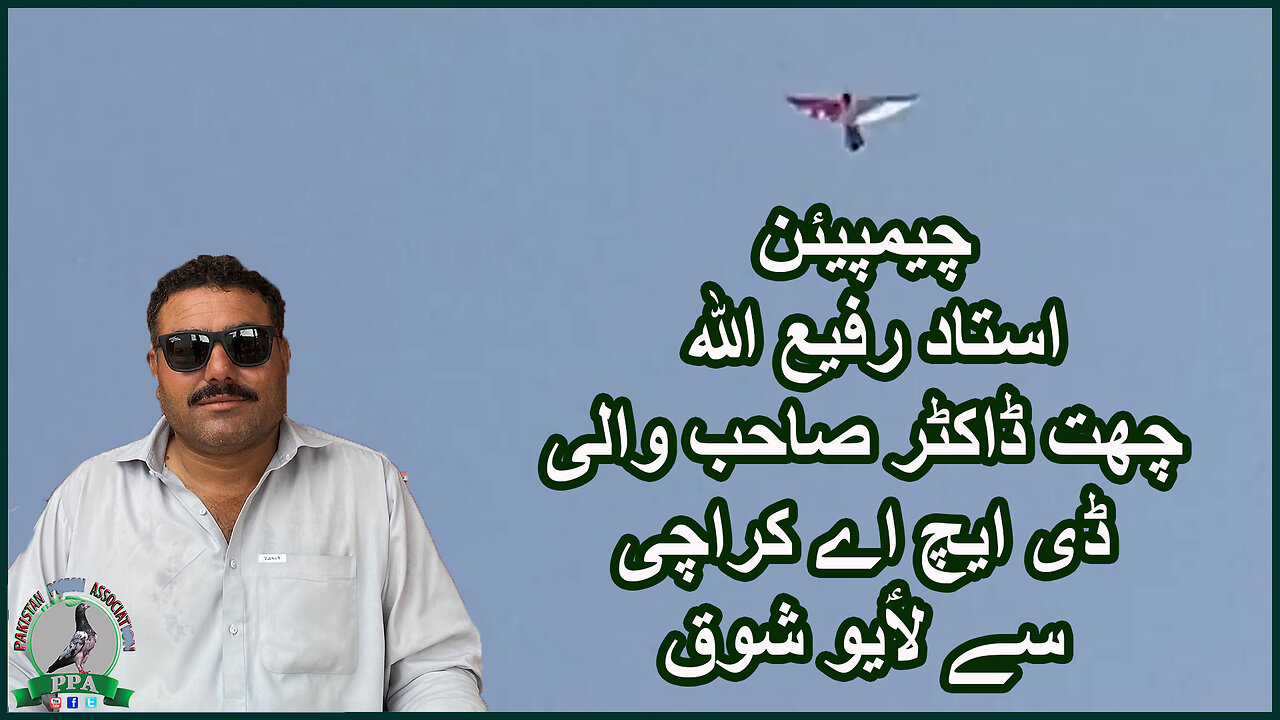 As Live From Karachi Champion Ustad Rafi-ULLAH Chat Dr Sb Wali DHA Karachi #faisal #pigeon