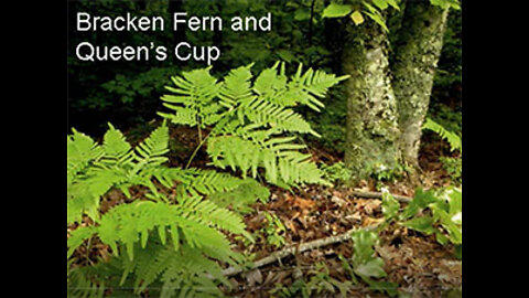 PFTTOT Part 179 Bracken Fern and Queen's Cup