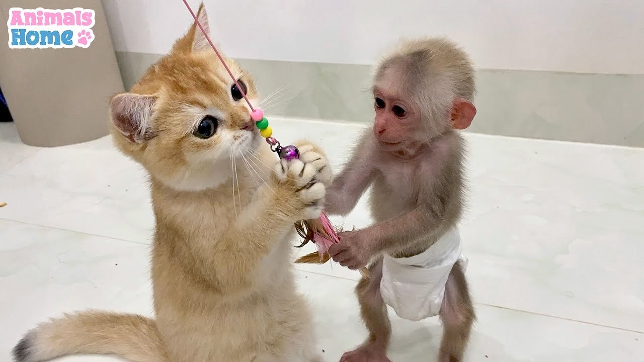 BiBi monkey teach Ody cat to play with toys