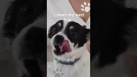 Dog Playing on Robot Vacuum Cleaner - Amazing and Amusing!