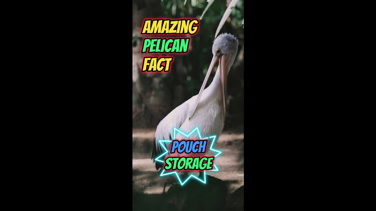 Amazing Pelican Fact | Pouch Storage #pelican #bird #pelicans