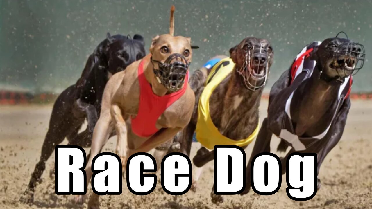 Dog race - Racing greyhoundsl Greyhounds - Dog racing- Track ra..