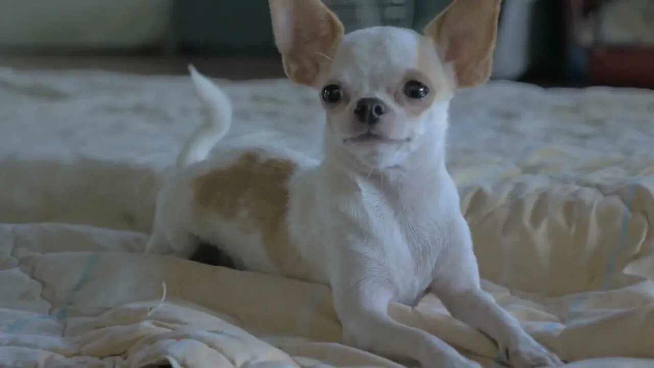 Slow motion of a chihuahua laying on a blanket looking at the camera mp4