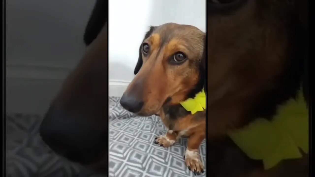 Cute dog with a yellow bow