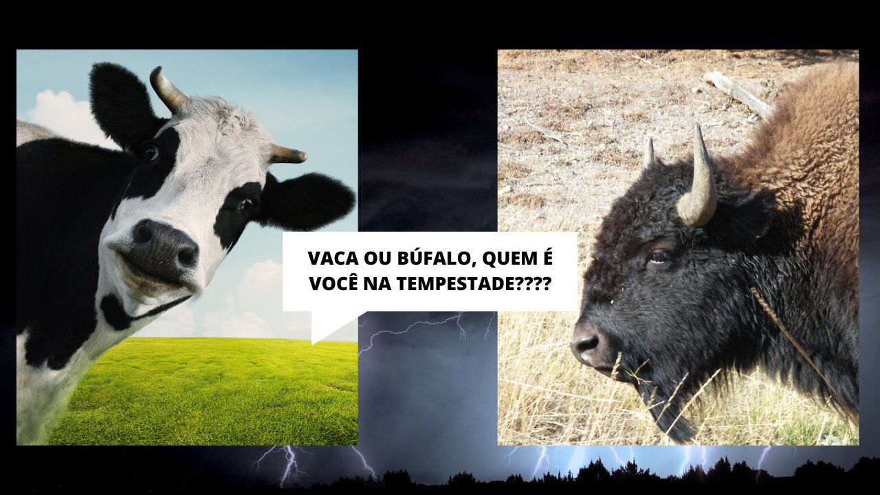 A Vaca e o Búfalo